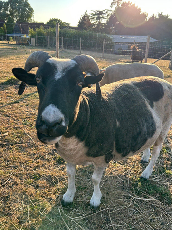 2 x pet sheep looking for loving home due to house move