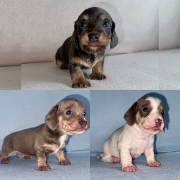 Gorgeous Miniature Dachshunds
