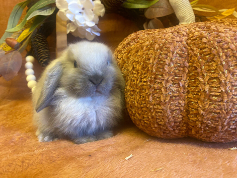 Mini lop
