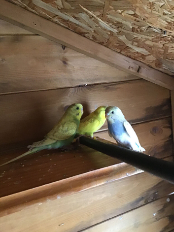 Baby budgies