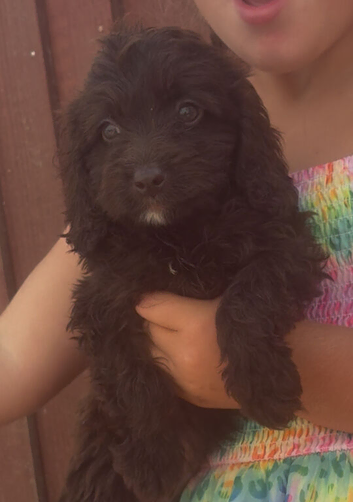 F1 cockopoo Puppys