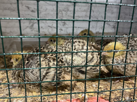Jumbo quail chicks