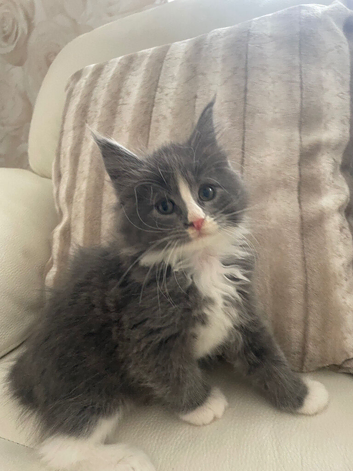 Grey/white Mainecoon x Ragdoll male kitten
