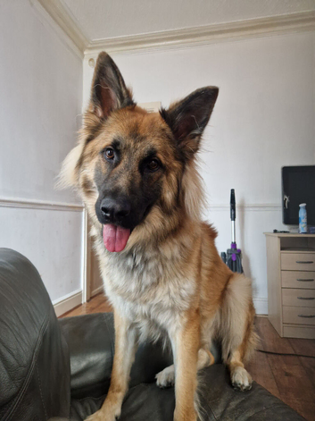 German shepherd for sale
