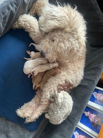 Bichon x Maltese Babies