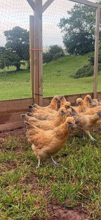 Gold top pullets for sale