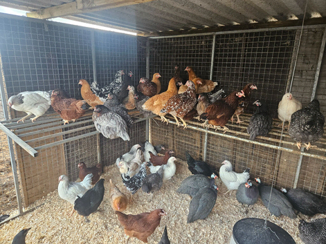 Laying Hens