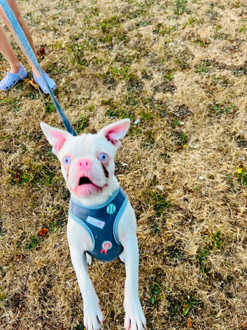 French bulldog puppy