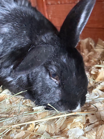 Gorgeous black Female looking for new home