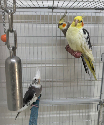 3 cockatiels for sale