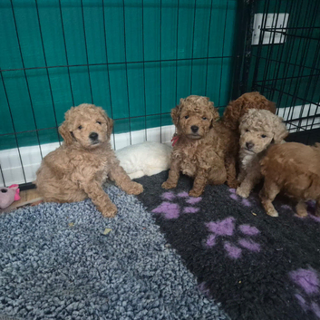 Mini goldendoodles for sale