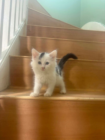 Kittens