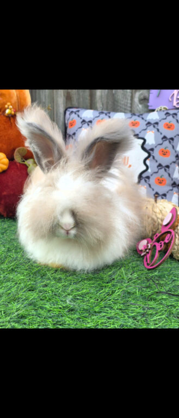 Angora x Lionhead Doe.