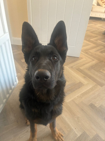 6 month german shepherd