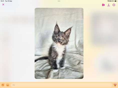 TICA reg, gorgeous kittens