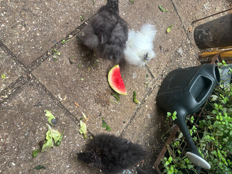 Beautiful Silkie Boy