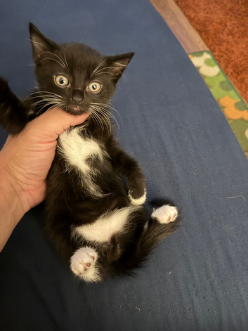 5 kittens
