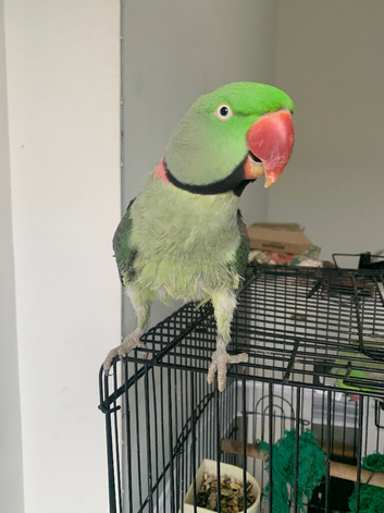 Semi Tamed Alexandrine Parrot