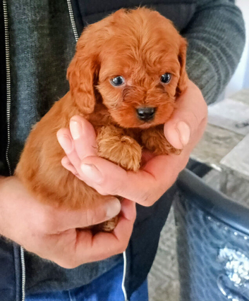 Cavapoo Puppies Red ️!!!.
