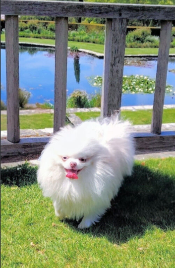 Beautiful Pomeranian girl