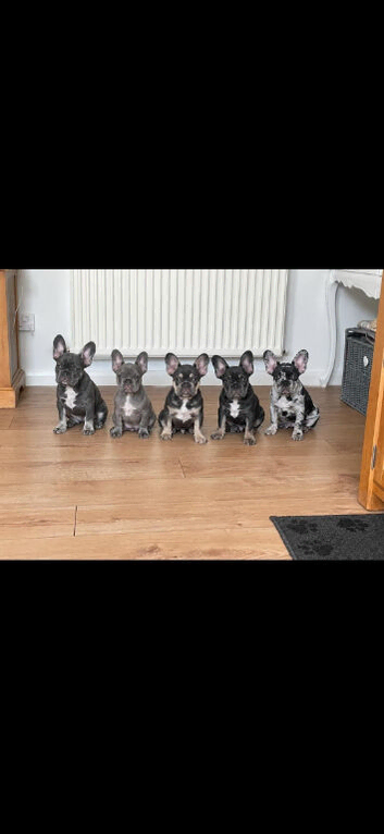 French bulldogs