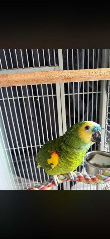 Male blue fronted Amazon