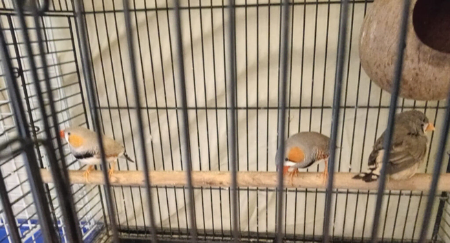 Zebra finches for sale