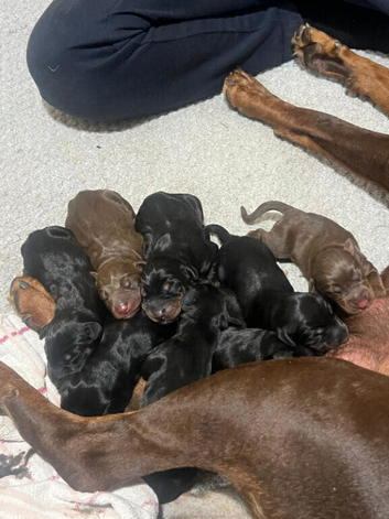 Beautiful Full Doberman Puppies &ndash; Ready from 8 Weeks