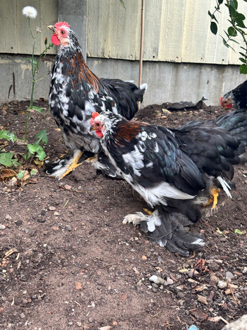 Pekin Bantam young cockerel black & white