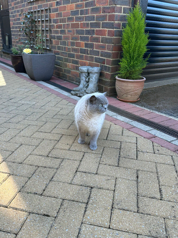 Cat for rehome