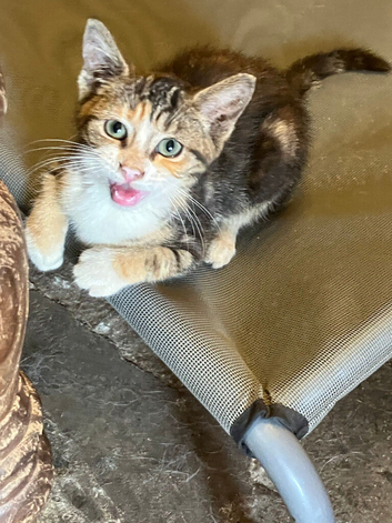Only calico girl left- please make an offer
