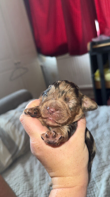 F1B Cockapoo puppies for sale