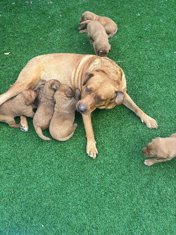 Cockerdor puppies