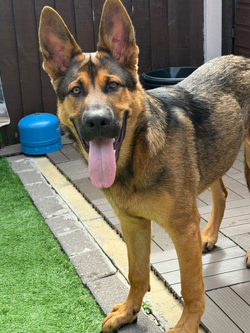 German shepherd