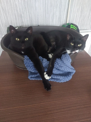 Female and male cats