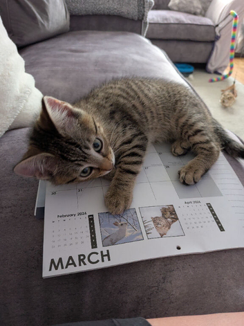 Beautiful playful striped little boy