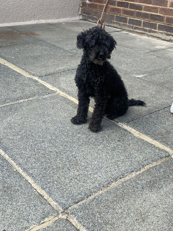 Beautiful Black toy poodle d