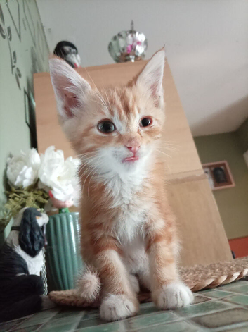 Little ginger tabby/doll face persian