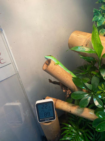 Day gecko with tank and accessories