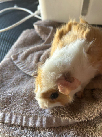 Pet microchipping
