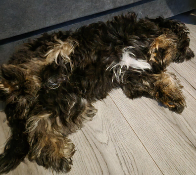 7 months old cavapoo