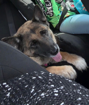Anxious Husky x Akita