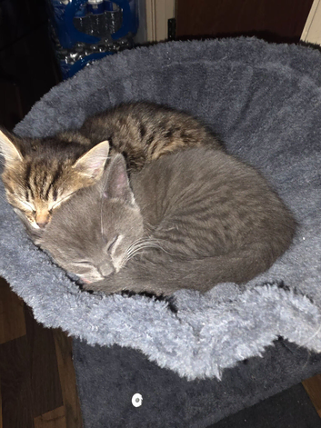 2 beautiful kittens