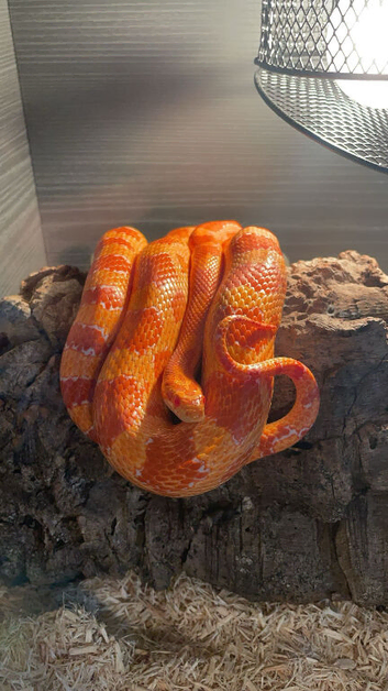 Corn snake