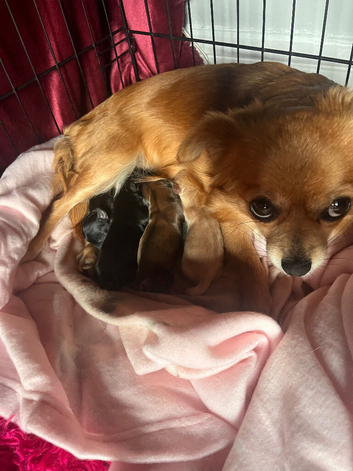 Beautiful Rainbow of Chihuahuas