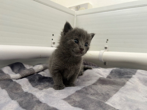 Kittens ready for there forever homes