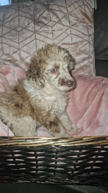 Miniature poodle parti merle puppiss puppis