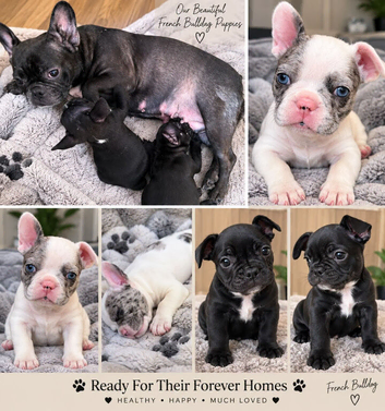 Beautiful French bulldog