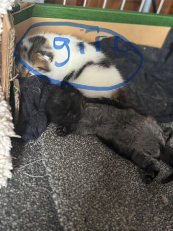 Kitten (girl)