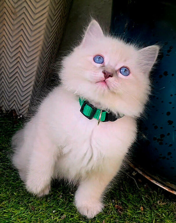 Ragdoll kitten
